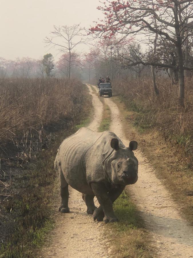 Tara Guesthouse - Sauraha,Chitwan エクステリア 写真