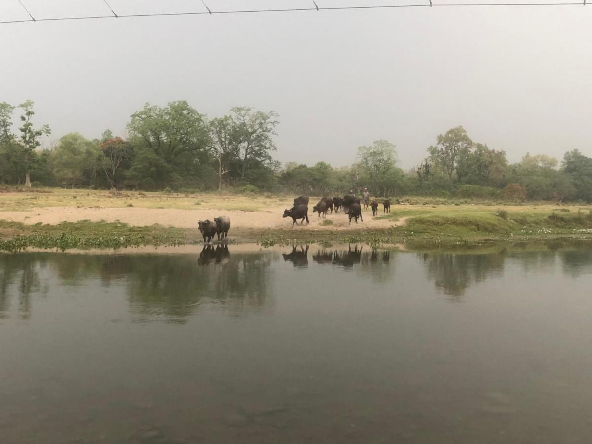 Tara Guesthouse - Sauraha,Chitwan エクステリア 写真