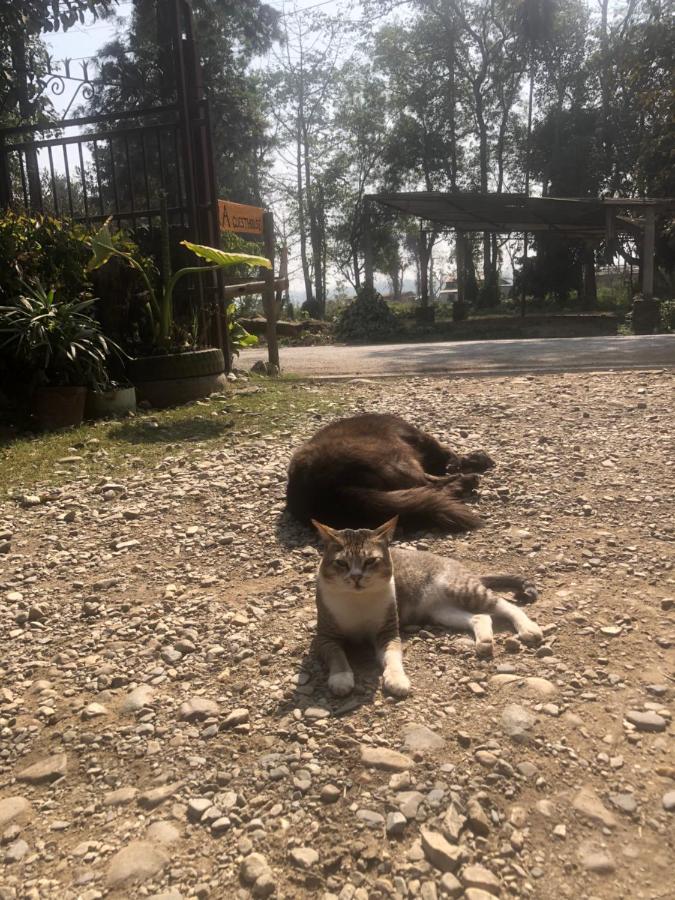 Tara Guesthouse - Sauraha,Chitwan エクステリア 写真