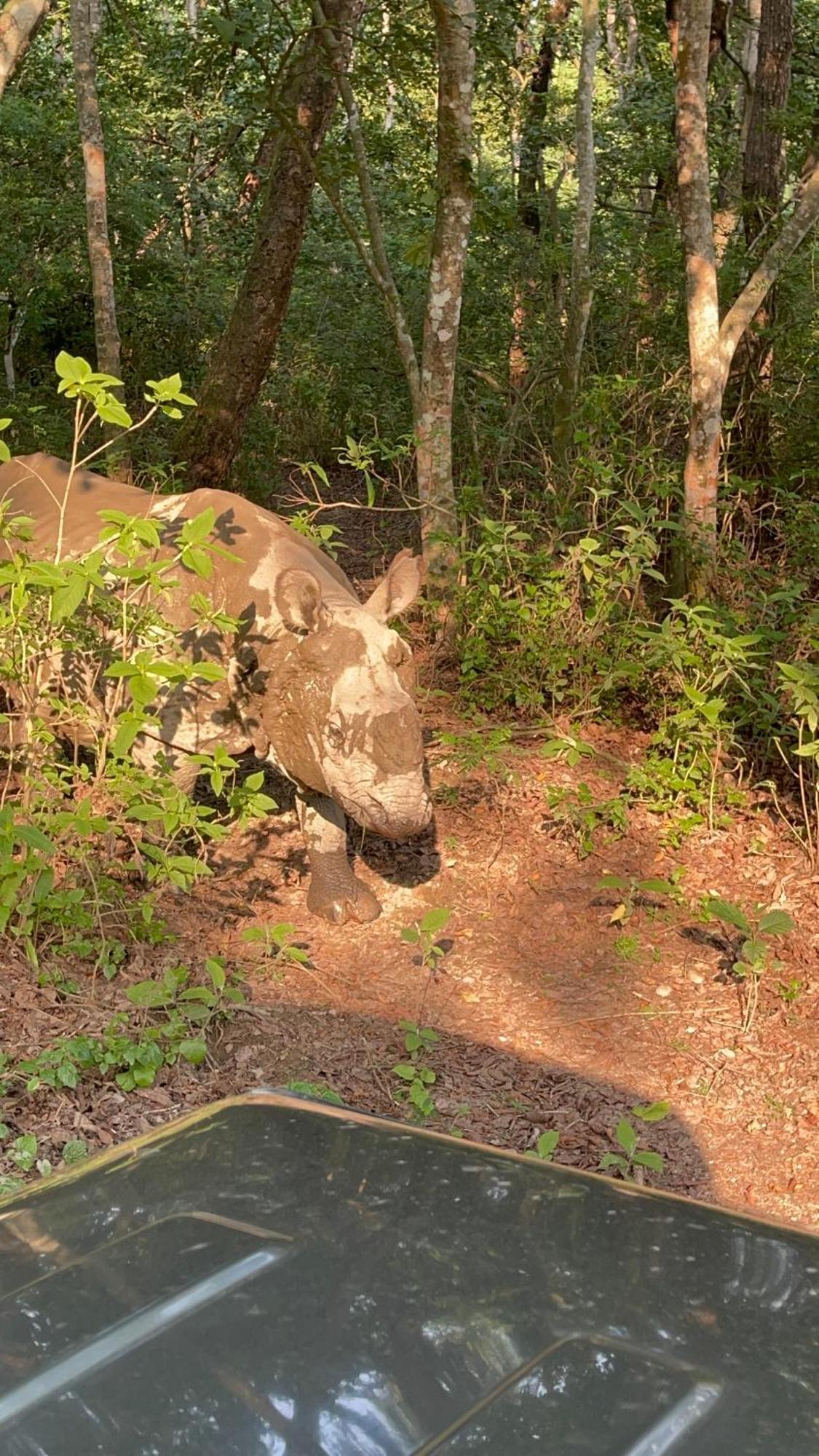 Tara Guesthouse - Sauraha,Chitwan エクステリア 写真